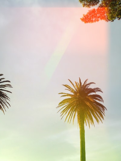 阴天下的绿色棕榈树